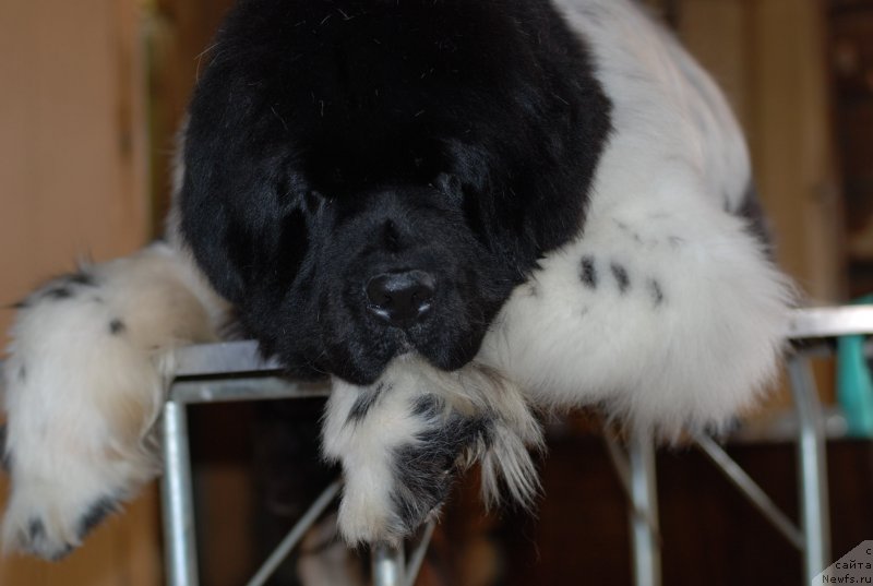 Фотография № 118872