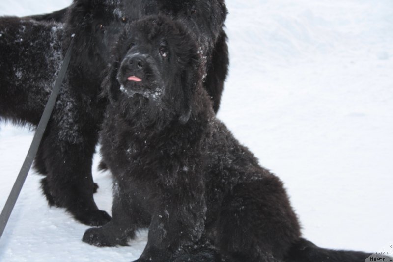 Фото: ньюфаундленд Янтарная Мечта