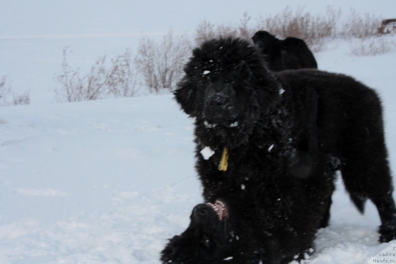 Фото: ньюфаундленд Явная Красота