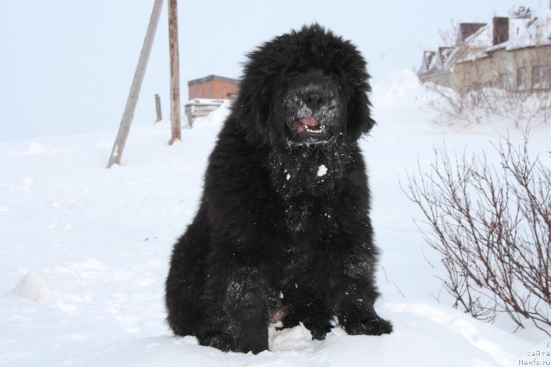 Фото: ньюфаундленд Ямайка Песня Любви