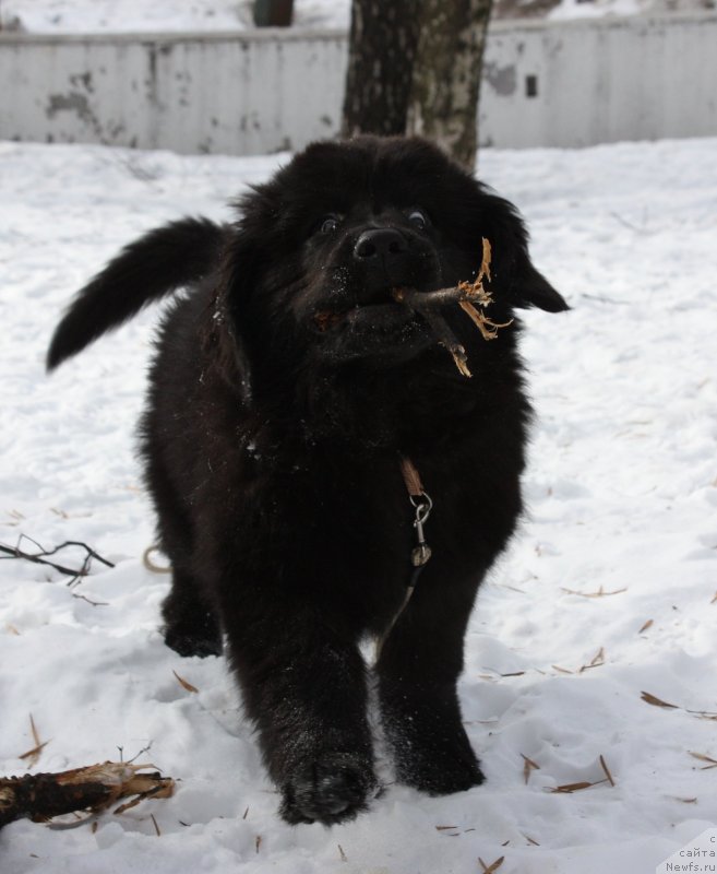 Фото: ньюфаундленд Соул оф Роуз Азура