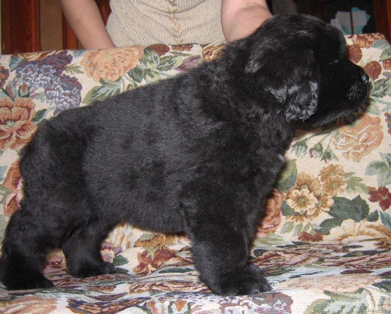 Фотография № 118890