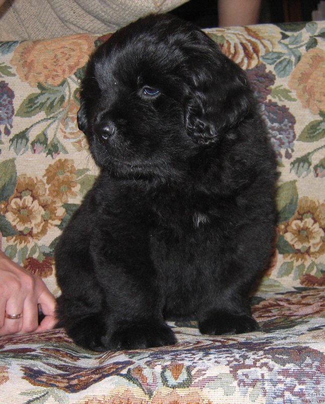 Фото: ньюфаундленд Соло Юта из Племени Кедра