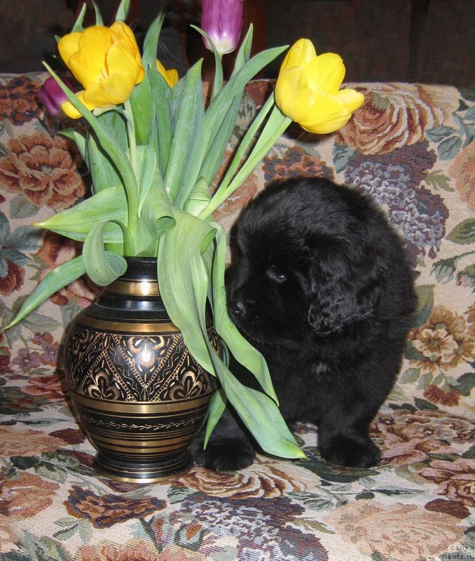 Фотография № 118892