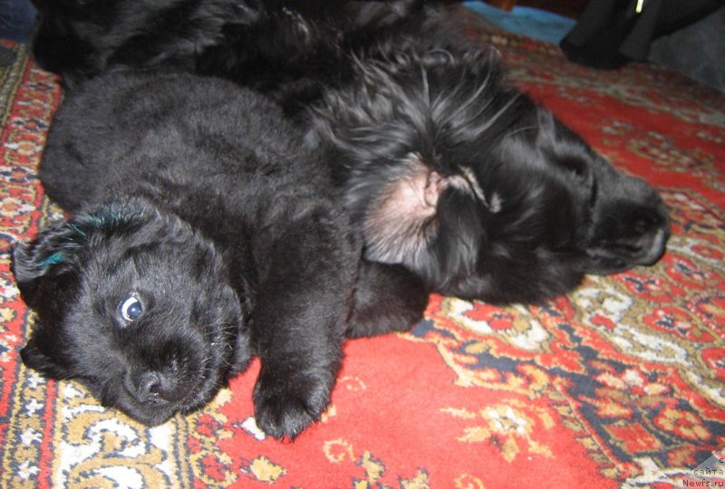 Фотография № 118894