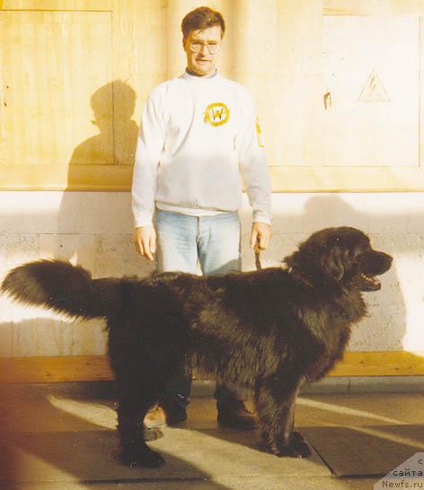 Фото: ньюфаундленд Жаккар Гавр Сейвер