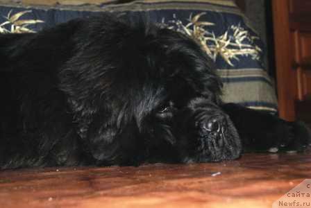 Фото: ньюфаундленд Ньюфорт Фидель (Njufort Fidel)