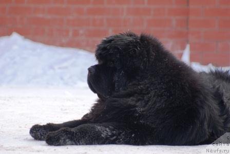 Фото: ньюфаундленд Ньюфорт Фидель (Njufort Fidel)