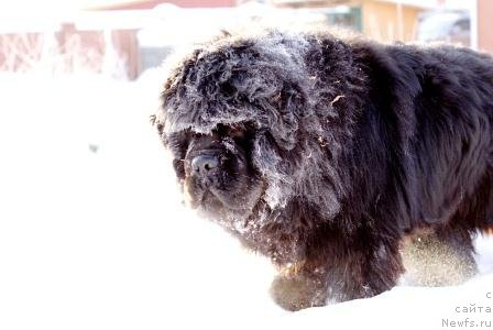 Фото: ньюфаундленд Ньюфорт Фидель (Njufort Fidel)