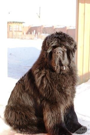 Фото: ньюфаундленд Ньюфорт Фидель (Njufort Fidel)