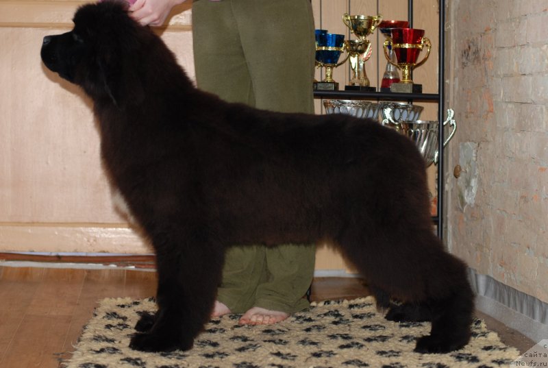 Фотография № 118915