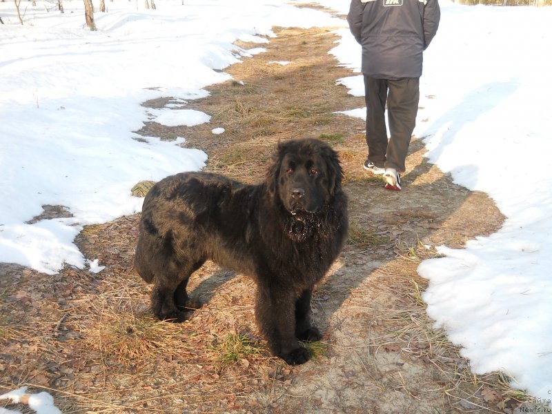 Фото: ньюфаундленд Урсула Латифа