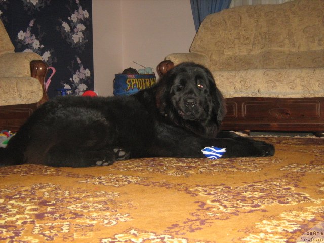 Фото: ньюфаундленд Урсула Латифа