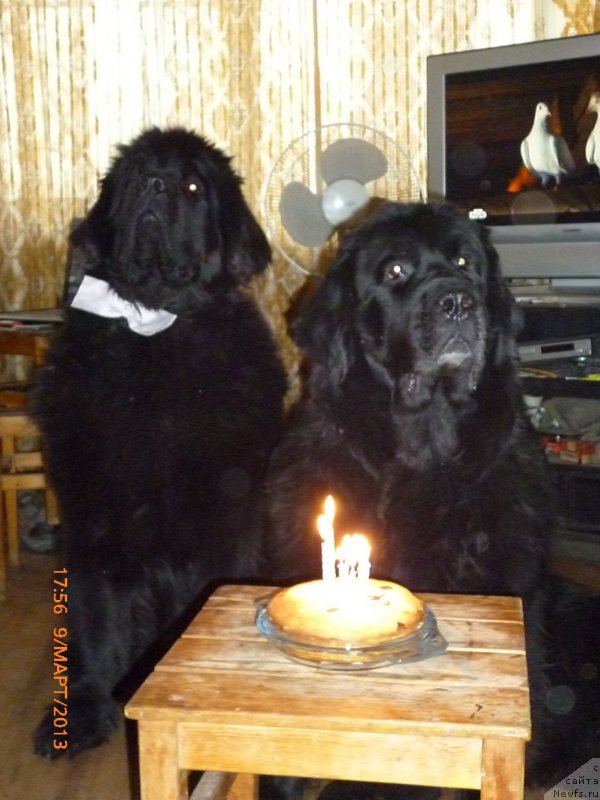 Фото: ньюфаундленд Смигар Гордон-Феллоу (Smigar Gordon Fellow), ньюфаундленд Смигар Жезелла де ля Розе
