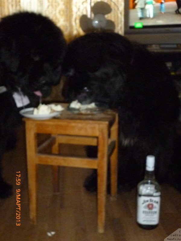 Фото: ньюфаундленд Смигар Жезелла де ля Розе, ньюфаундленд Смигар Гордон-Феллоу (Smigar Gordon Fellow)