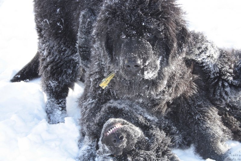Фото: ньюфаундленд Явная Красота
