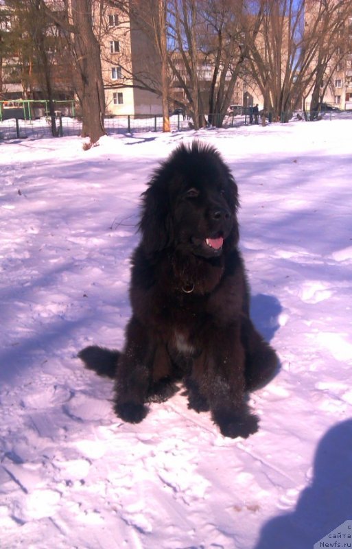 Фото: ньюфаундленд Ньюфорт Холд Ми Клоуз