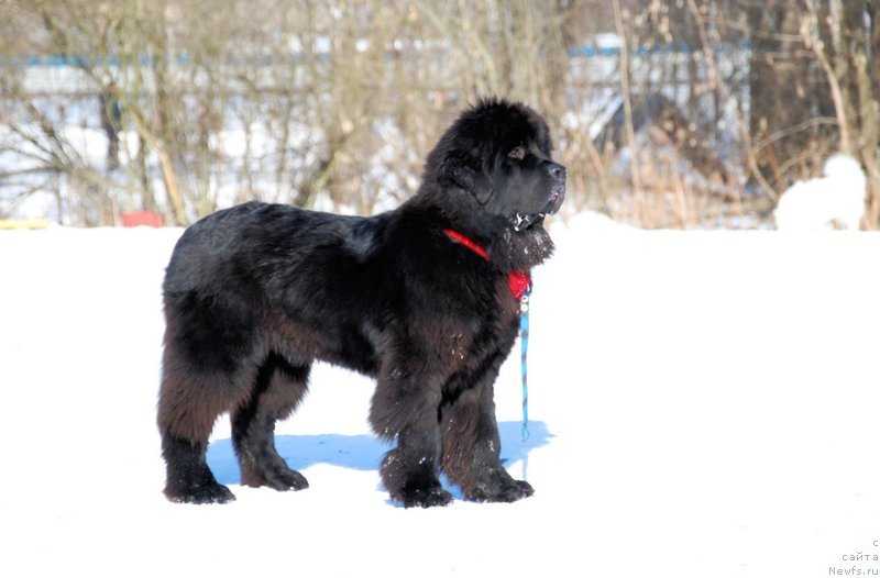 Фото: ньюфаундленд Аз Труэ Бегущая по Волнам Династия Совершенства (As True for Beguschaya po Volnam Dinastiya Soverchenstva)