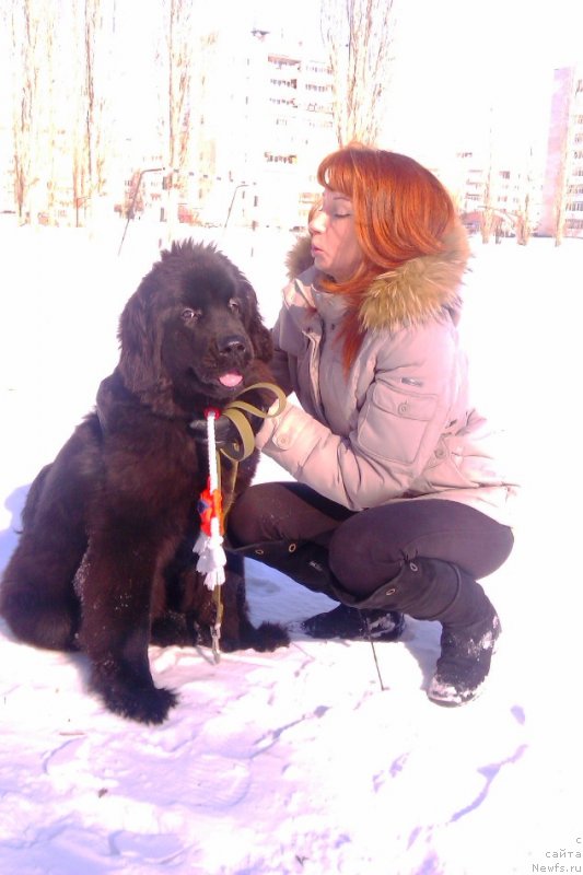 Фото: ньюфаундленд Ньюфорт Холд Ми Клоуз, Елена Мишанина