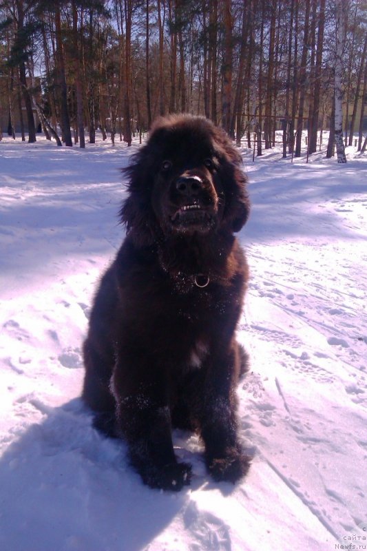 Фото: ньюфаундленд Ньюфорт Холд Ми Клоуз