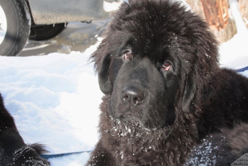 Фото: ньюфаундленд Янтарная Мечта