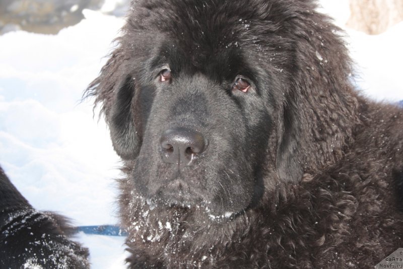 Фото: ньюфаундленд Янтарная Мечта