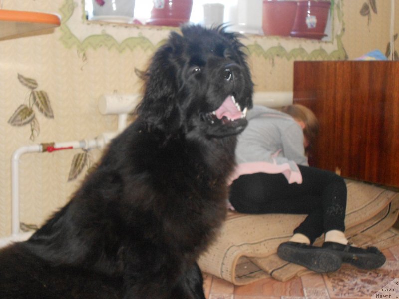 Фото: Елена Маталина, ньюфаундленд Ньюфорт Хайпер Кьют