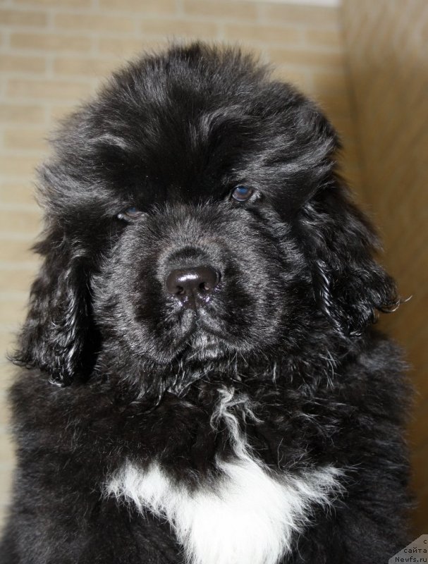 Фото: ньюфаундленд Акватория Келвин Черчилль