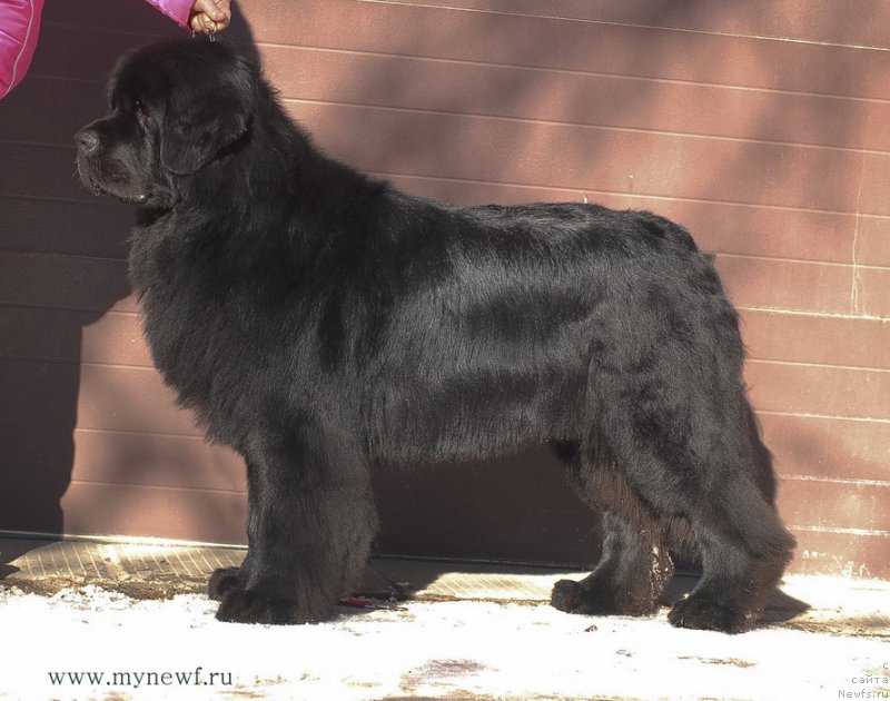 Фото: ньюфаундленд Сент Джонс Ричард Блек Голд (Sent Djons Richard Black Gold)