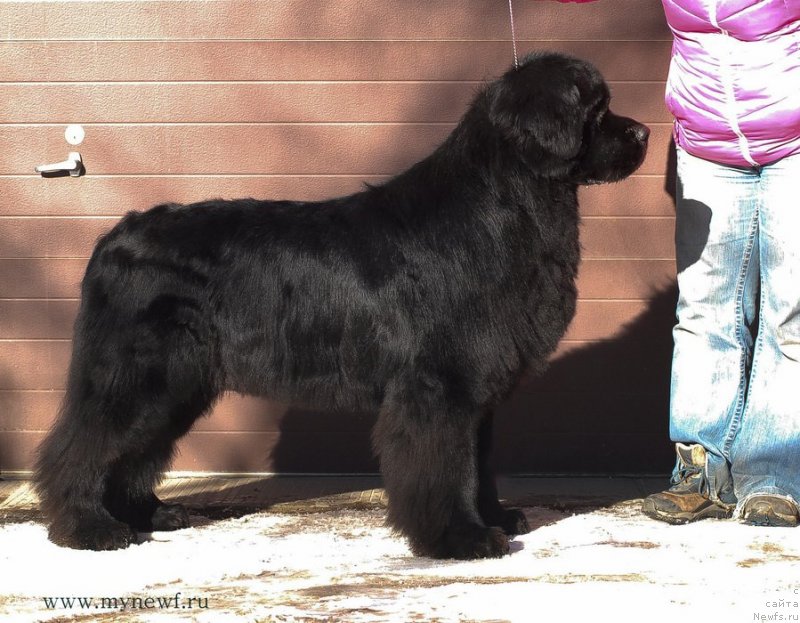 Фото: ньюфаундленд Сент Джонс Ричард Блек Голд (Sent Djons Richard Black Gold)