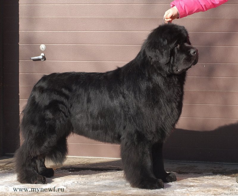 Фото: ньюфаундленд Сент Джонс Ричард Блек Голд (Sent Djons Richard Black Gold)