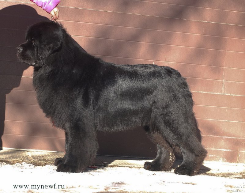 Фото: ньюфаундленд Сент Джонс Ричард Блек Голд (Sent Djons Richard Black Gold)