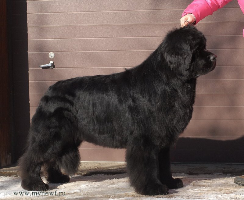 Фото: ньюфаундленд Сент Джонс Ричард Блек Голд (Sent Djons Richard Black Gold)