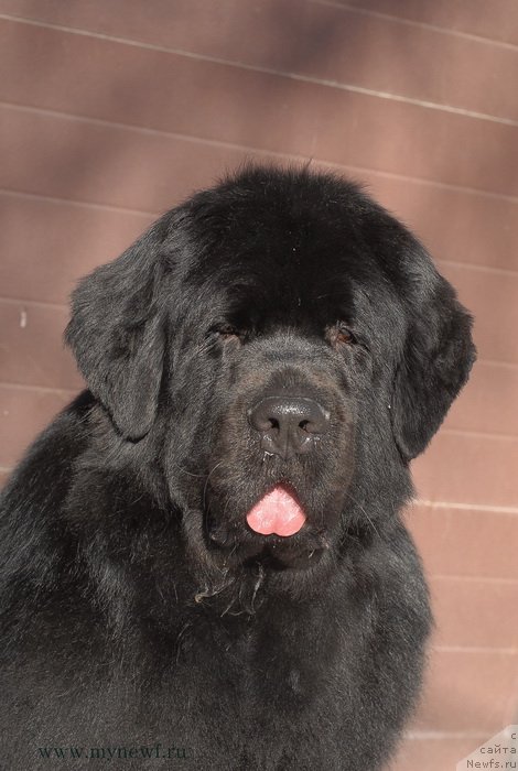 Фото: ньюфаундленд Сент Джонс Ричард Блек Голд (Sent Djons Richard Black Gold)