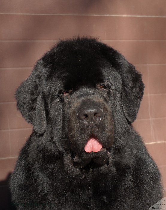 Фото: ньюфаундленд Сент Джонс Ричард Блек Голд (Sent Djons Richard Black Gold)