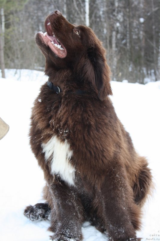 Фото: ньюфаундленд Акватория Келвин Хизер Хани (Aquatoriya Kelvin Heather Honey)