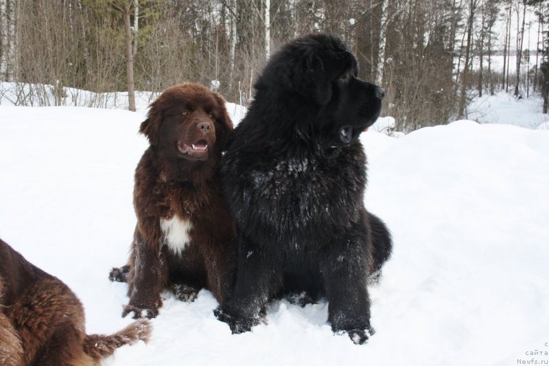 Фото: ньюфаундленд Акватория Келвин Хизер Хани (Aquatoriya Kelvin Heather Honey), ньюфаундленд Акватория Келвин Ультиматум (Aquatoriya Kelvin Ultimatum)