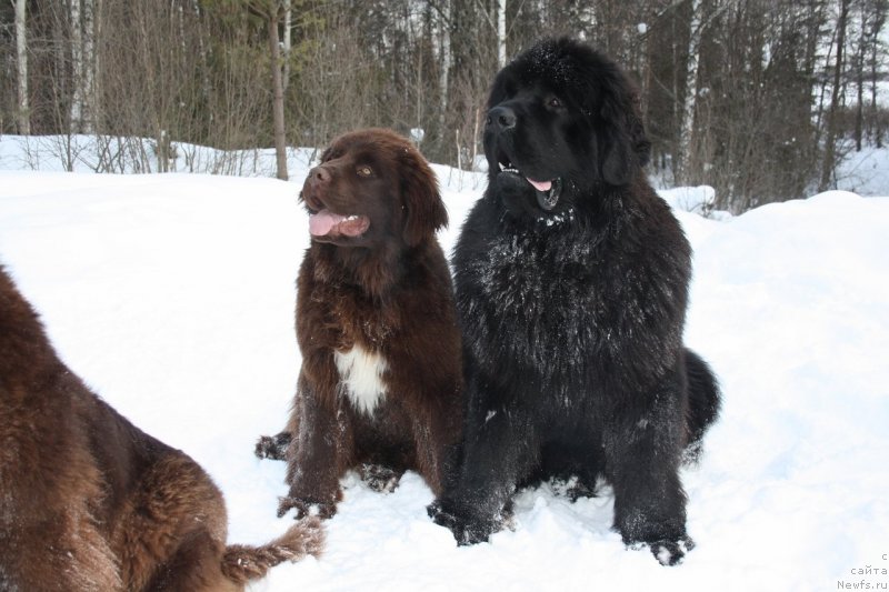 Фото: ньюфаундленд Акватория Келвин Хизер Хани (Aquatoriya Kelvin Heather Honey), ньюфаундленд Акватория Келвин Ультиматум (Aquatoriya Kelvin Ultimatum)