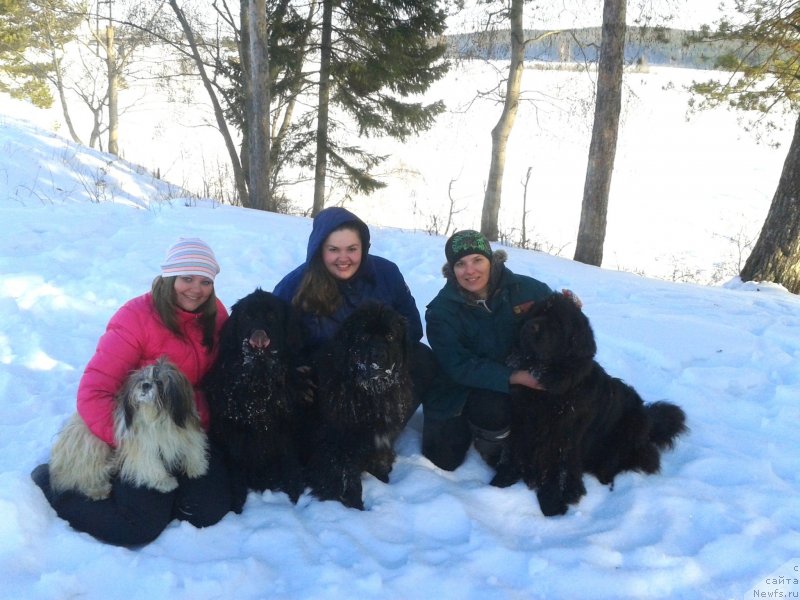 Фото: ньюфаундленд Акватория Келвин Королева Марго, ньюфаундленд Супер Бизон Дека, ньюфаундленд Блэк Диамонд Агидель от Потапа Увертюра, Татьяна Пасечник, Екатерина Жиронкина