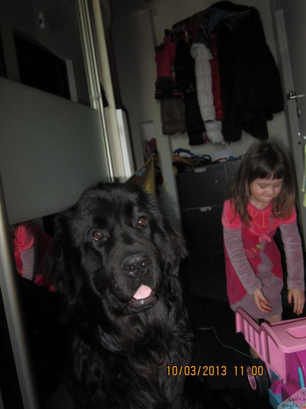 Фото: ньюфаундленд Ван Лен Тайм Олдер