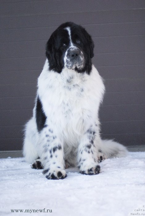 Фото: ньюфаундленд Kloofbears Lancelot for Sent Djons