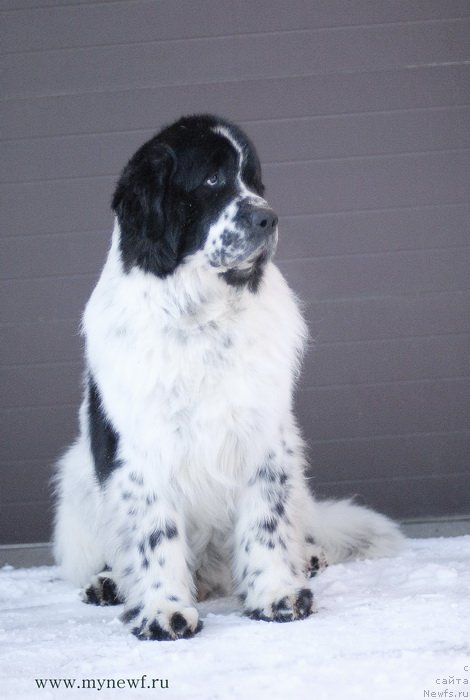 Фото: ньюфаундленд Kloofbears Lancelot for Sent Djons