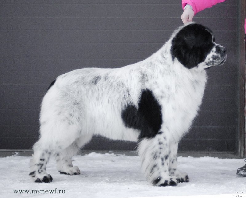 Фото: ньюфаундленд Kloofbears Lancelot for Sent Djons