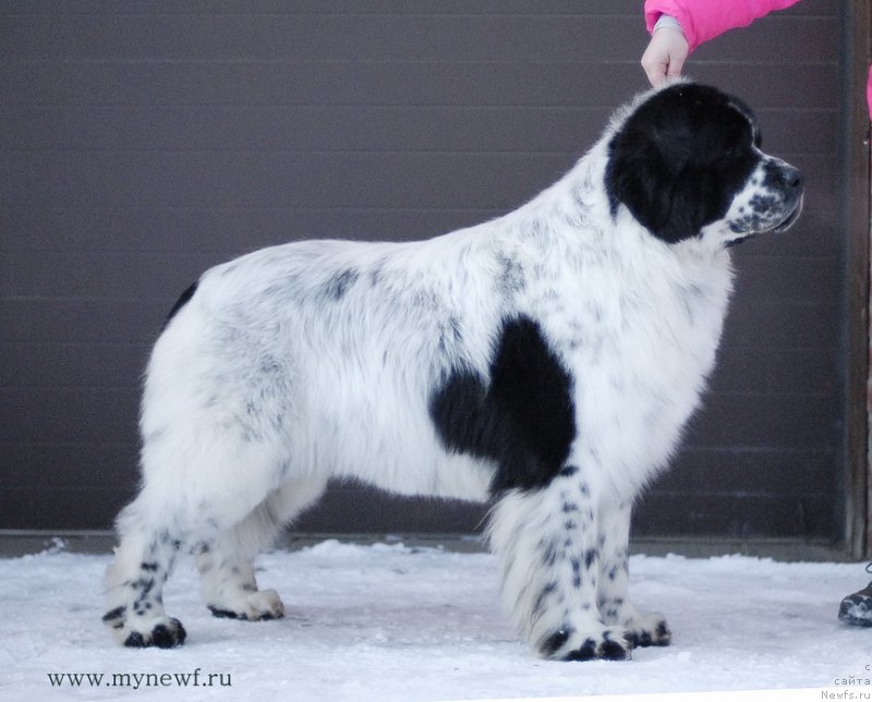 Фотография № 118985