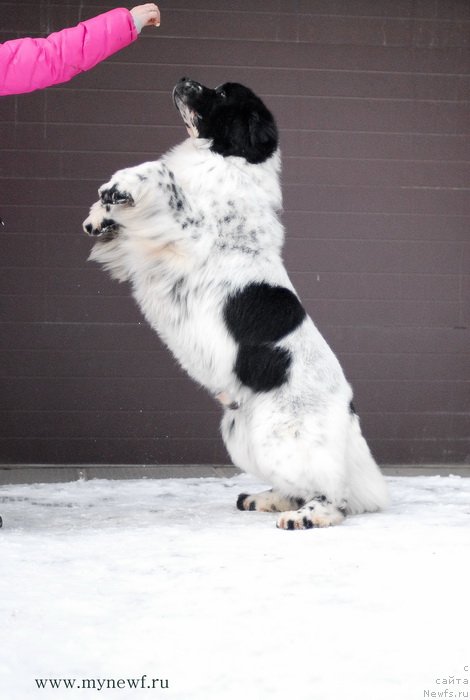 Фото: ньюфаундленд Kloofbears Lancelot for Sent Djons