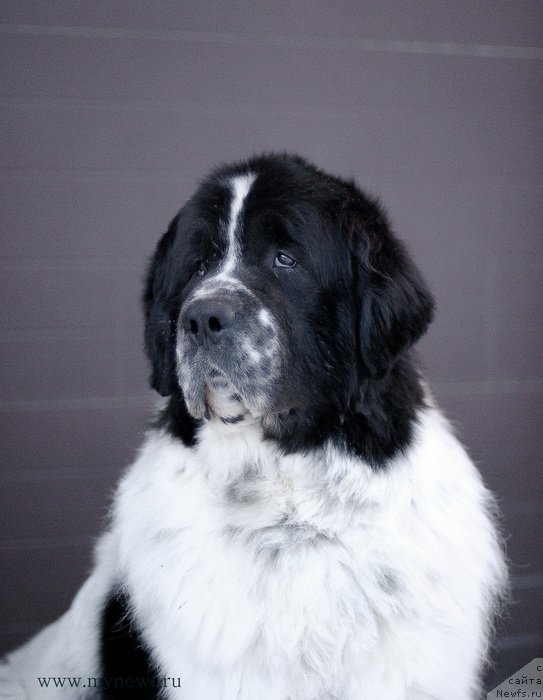 Фотография № 118989