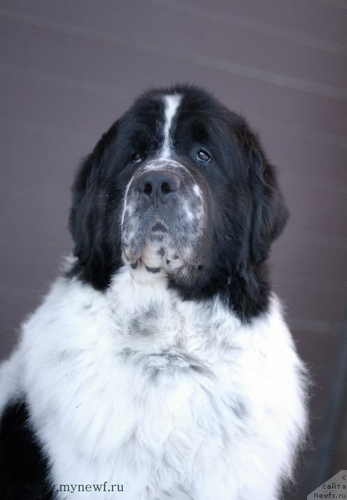 Фото: ньюфаундленд Kloofbears Lancelot for Sent Djons