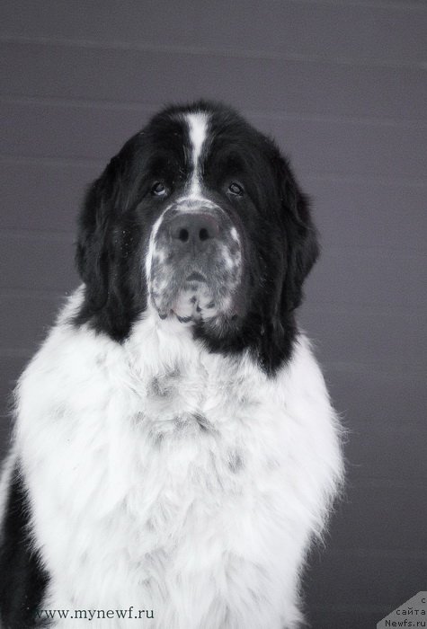 Фото: ньюфаундленд Kloofbears Lancelot for Sent Djons