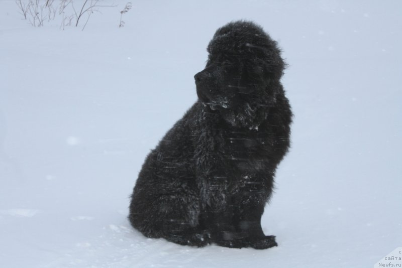Фото: ньюфаундленд Ютуб Фор Ю