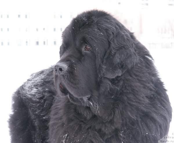 Фото: ньюфаундленд Larinkallion Oinen Kulkia